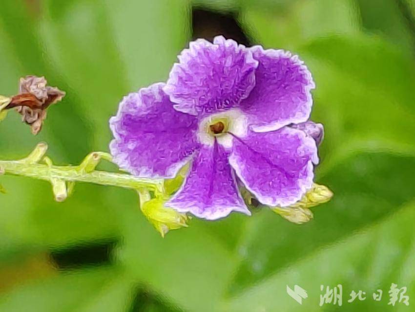 免费领取彩金游戏平台